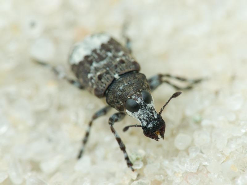 Tropideres albirostris (Herbst, 1783)
